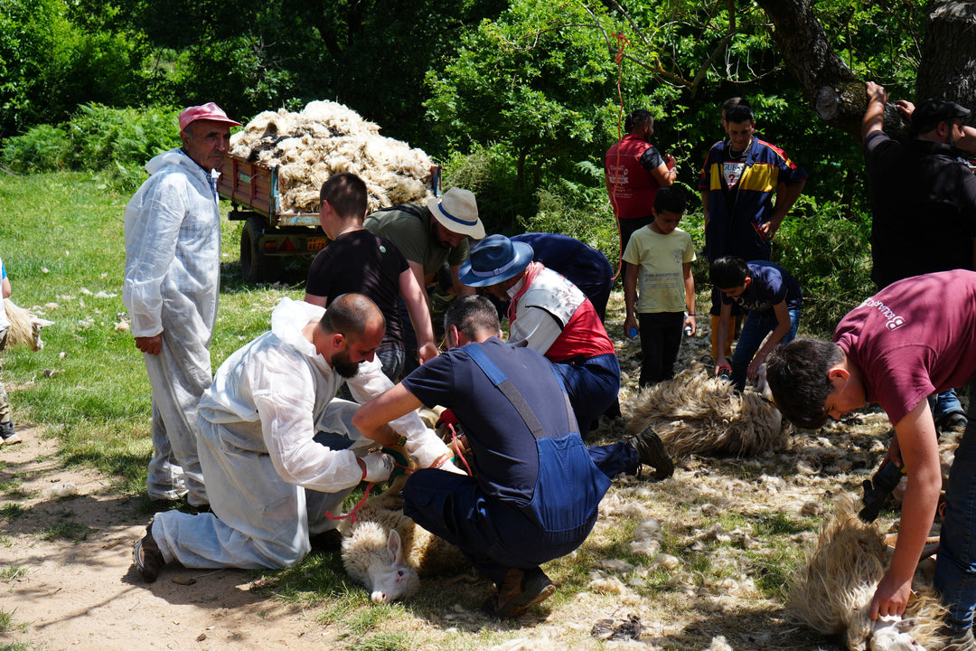 La Carusa: il rito della tosatura delle pecore in Calabria
